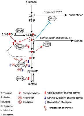 Tyrosine Kinase Signaling in Cancer Metabolism: PKM2 Paradox in the Warburg Effect